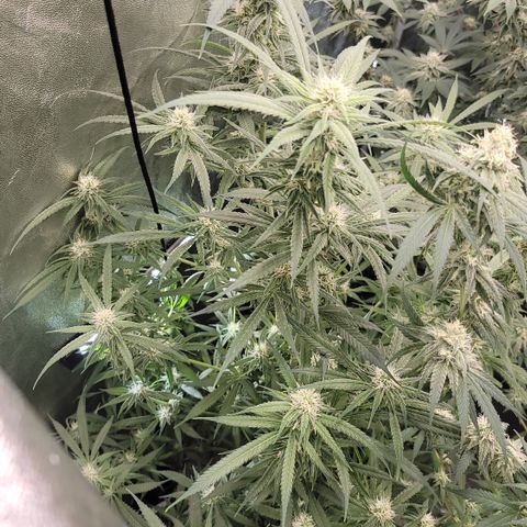 Northern Lights #1 growlog timeline photo