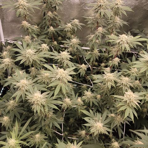 Northern Lights #1 growlog timeline photo