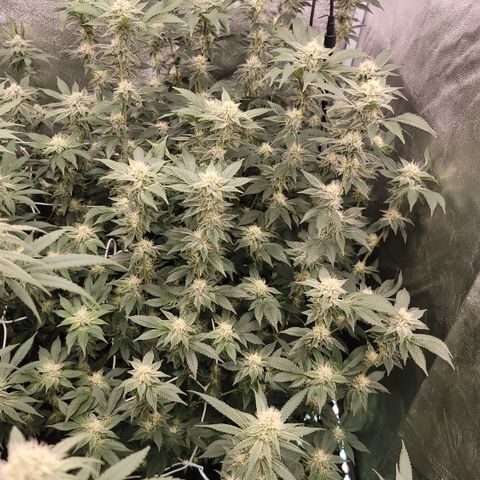 Northern Lights #1 growlog timeline photo