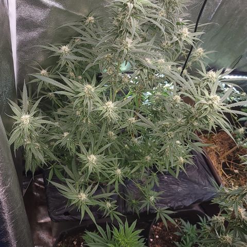 Northern Lights #1 growlog timeline photo