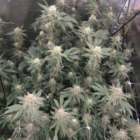 Northern Lights #1 growlog timeline photo