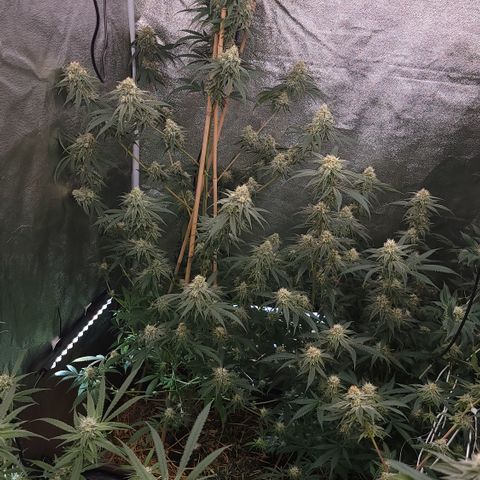 Northern Lights #1 growlog timeline photo