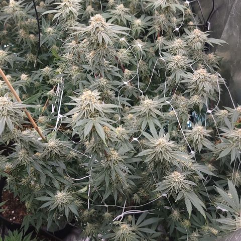 Northern Lights #1 growlog photo: Watered and fed