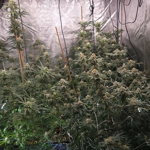 Northern Lights #1 growlog photo: Watered and fed
