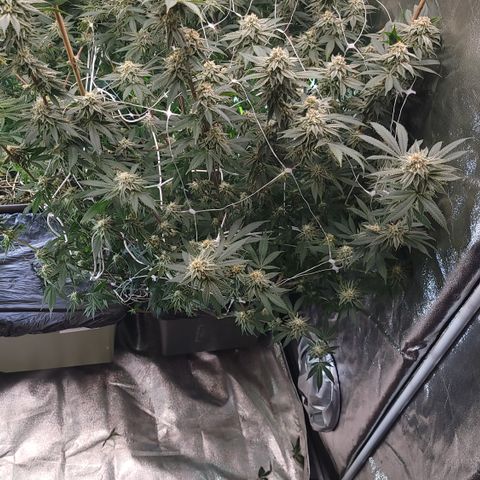 Northern Lights #1 growlog photo: Watered and fed
