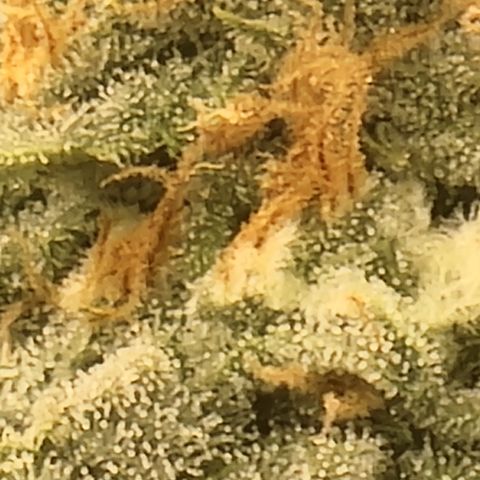 Gorilla fucks  growlog timeline photo