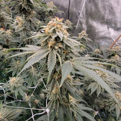 Gorilla fucks  growlog timeline photo