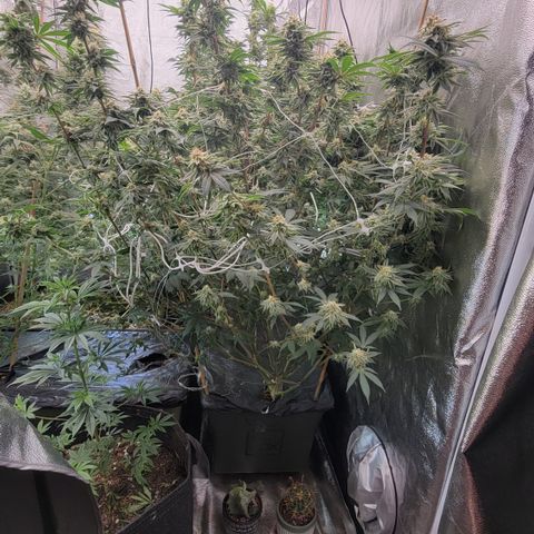 Gorilla fucks  growlog timeline photo