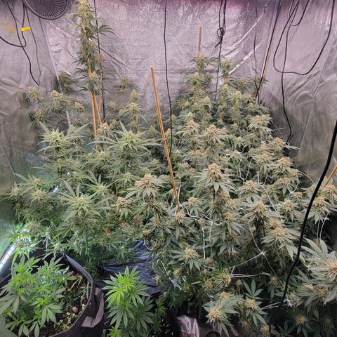 Gorilla fucks  growlog timeline photo