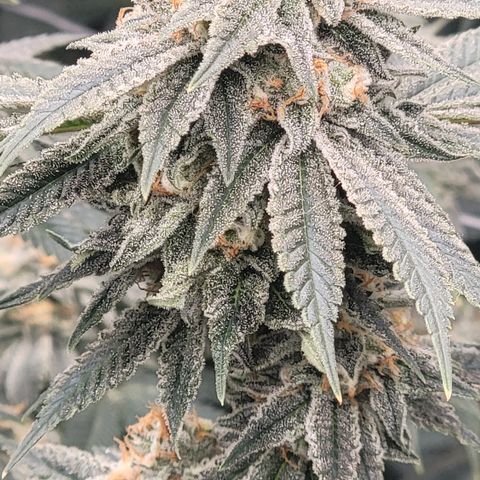 Gorilla fucks  growlog timeline photo