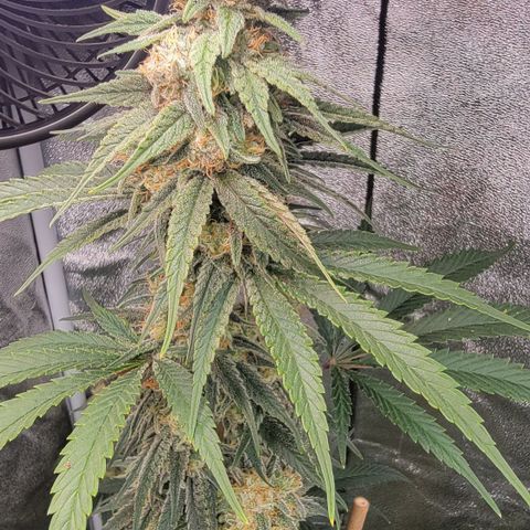 Northern Lights #1 growlog timeline photo