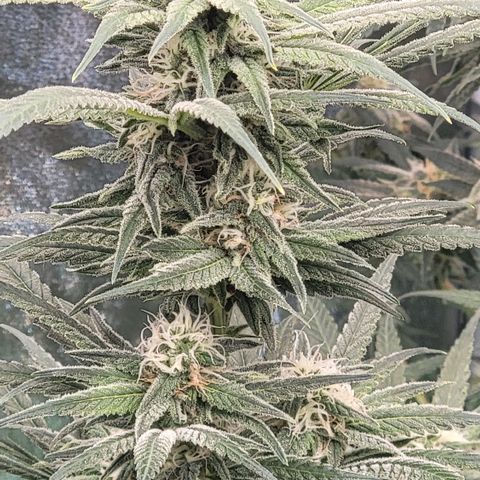 Northern Lights #1 growlog timeline photo
