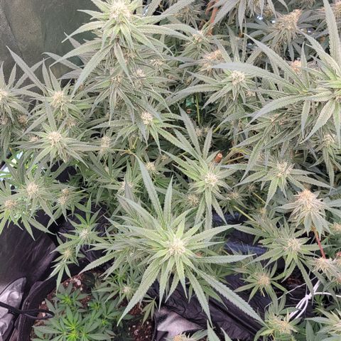 Northern Lights #1 growlog timeline photo