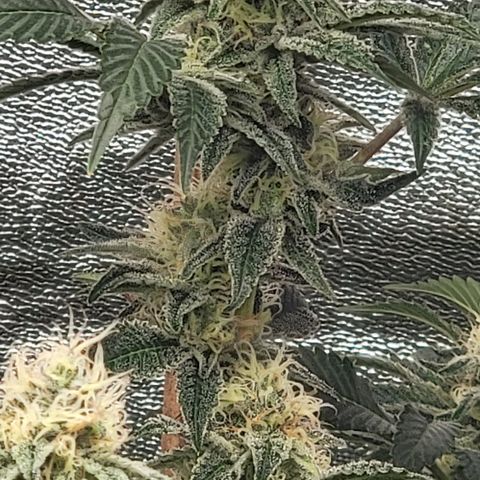 Northern Lights #1 growlog timeline photo