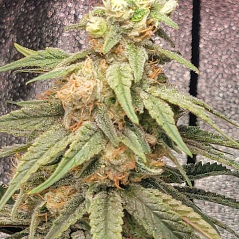 Northern Lights #1 growlog timeline photo