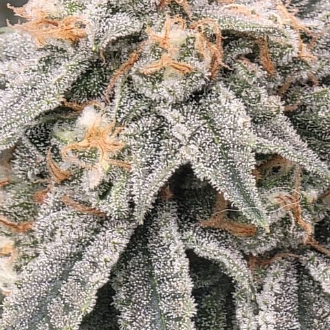 Gorilla fucks  growlog timeline photo