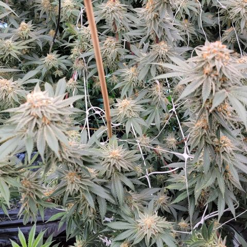 Gorilla fucks  growlog timeline photo
