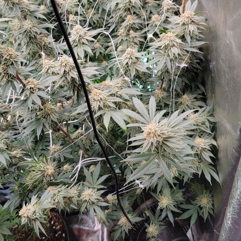 Gorilla fucks  growlog timeline photo