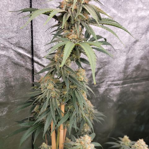 Northern Lights #1 growlog timeline photo