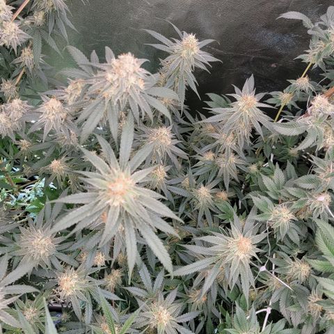 Northern Lights #1 growlog timeline photo
