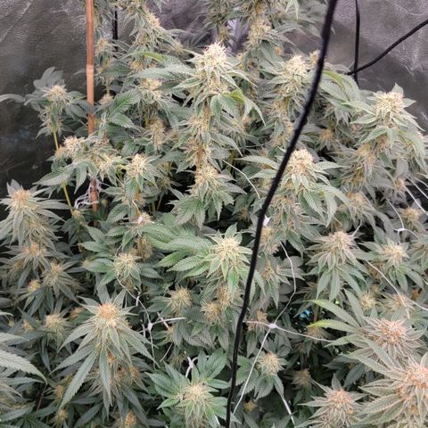 Northern Lights #1 growlog timeline photo