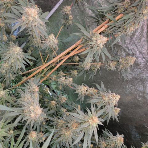 Northern Lights #1 growlog timeline photo