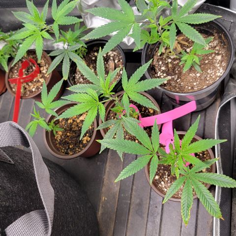 Gorilla fucks  growlog photo: Gorilla fucks clones