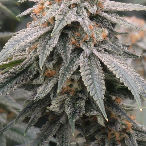 Gorilla fucks  growlog timeline photo