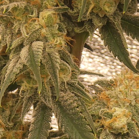 Northern Lights #1 growlog timeline photo