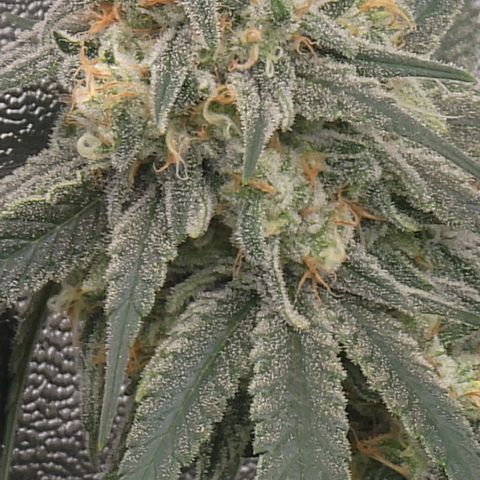 Northern Lights #1 growlog timeline photo