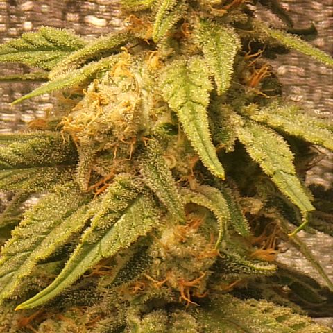 Northern Lights #1 growlog timeline photo