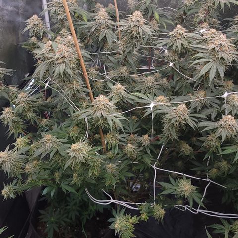 Gorilla fucks  growlog timeline photo