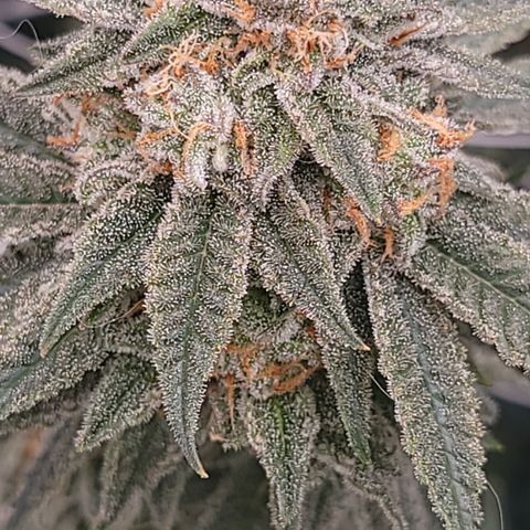 Gorilla fucks  growlog timeline photo
