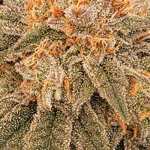 Gorilla fucks  growlog timeline photo