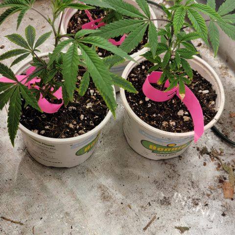 Gorilla fucks  growlog photo: Clones