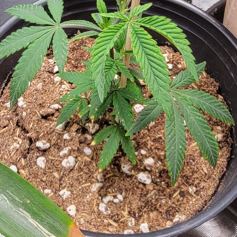 Gorilla fucks  growlog photo: Mother plant