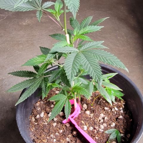 Gorilla fucks  growlog photo: Mother plant 