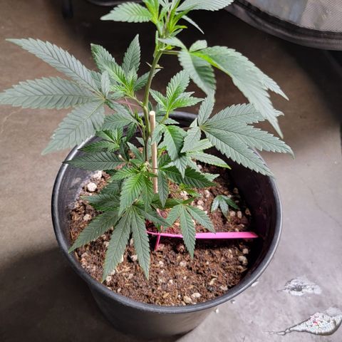 Gorilla fucks  growlog photo: Mother plant 