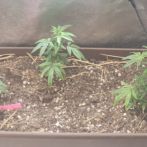 Gorilla fucks  growlog photo: Next run all 3 in earthbox that is in its 4th cycle can't wait to see what happens