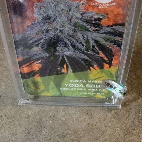 Yoda soda  growlog timeline photo