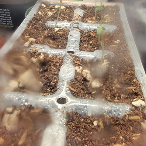 Yoda soda  growlog timeline photo