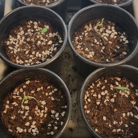 Yoda soda  growlog photo: Transplant into 1gallon pots