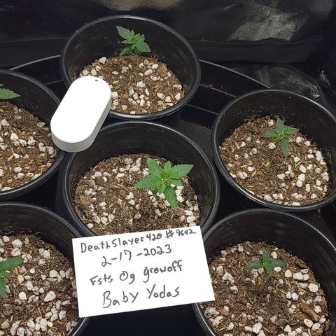 Yoda soda  growlog timeline photo