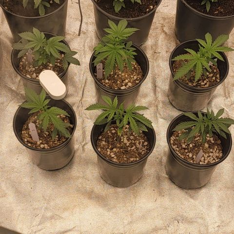 Yoda soda  growlog timeline photo
