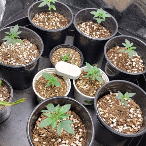 Yoda soda  growlog timeline photo