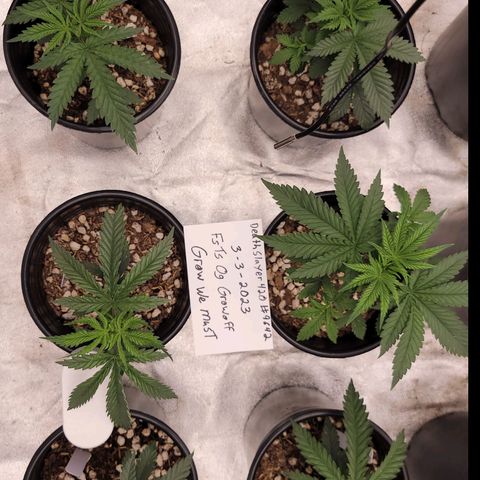 Yoda soda  growlog timeline photo