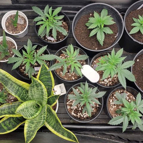 Yoda soda  growlog timeline photo