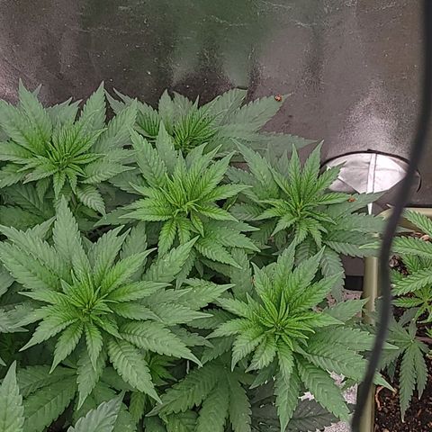 Super yahmba growlog timeline photo