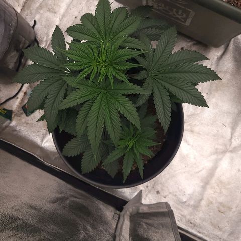 Super yahmba growlog timeline photo
