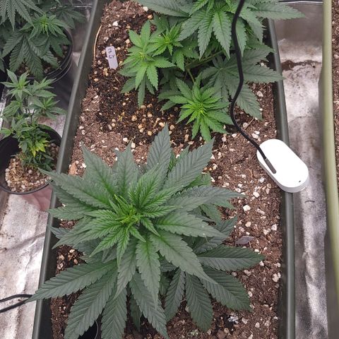 Super yahmba growlog timeline photo